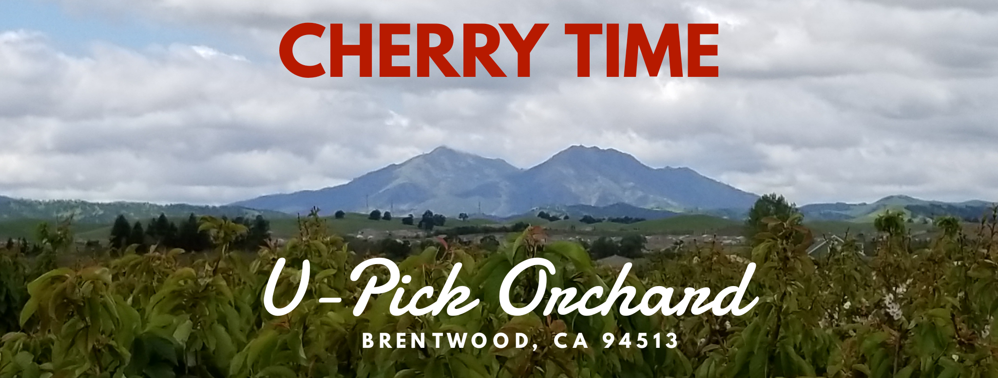 Cherry Time Harvest Time in Brentwood