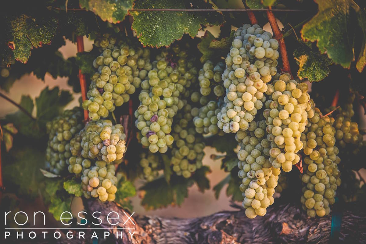 Hannah Nicole Vineyards Grapes - Harvest Time Brentwood