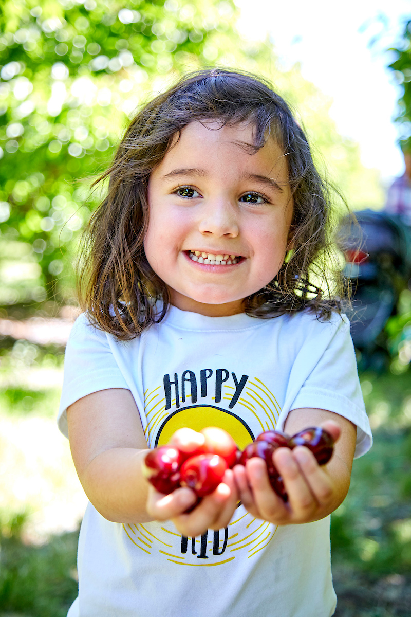 Cherry Picking Tips Harvest Time in Brentwood