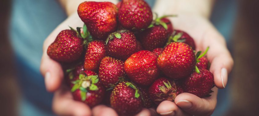 Harvest Time Farms - Strawberry Upick