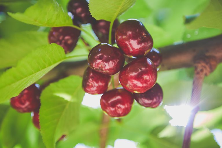 Cherry Picking Tips Harvest Time in Brentwood