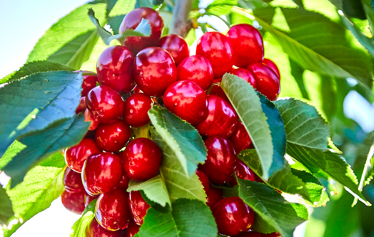 Harvest Time Cherries by Ron Essex