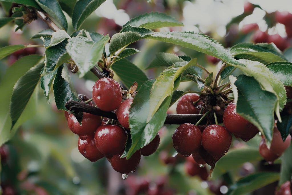 Harvest Time Cherry - Rain