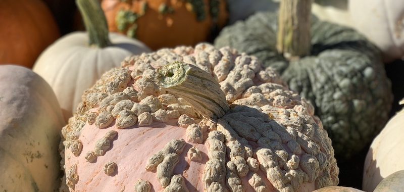 Harvest Time - Brentwood