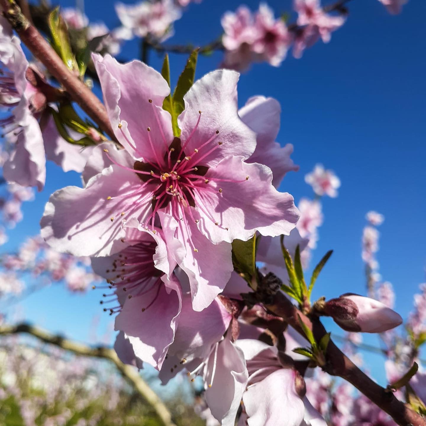 Urban Edge Farms - Spring Blossoms