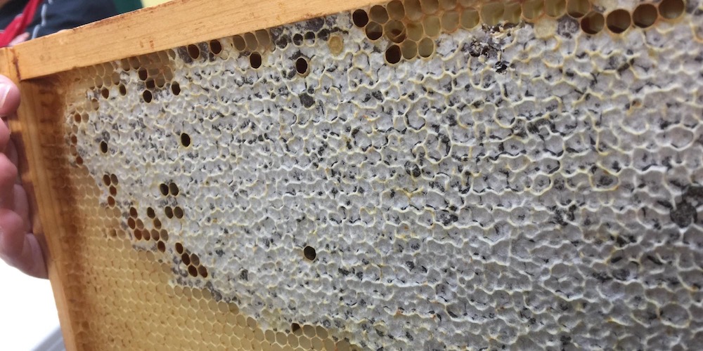 Bees from Loose Rooster Ranch