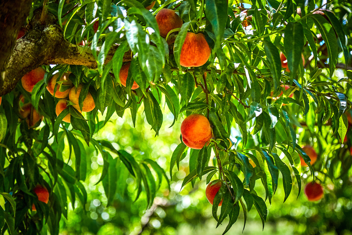 Harvest Time - Peaches