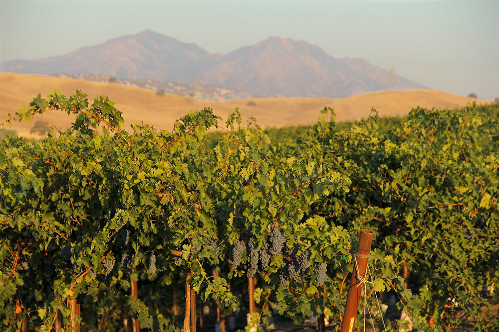 Nunn Family Farms Orchard and Vine