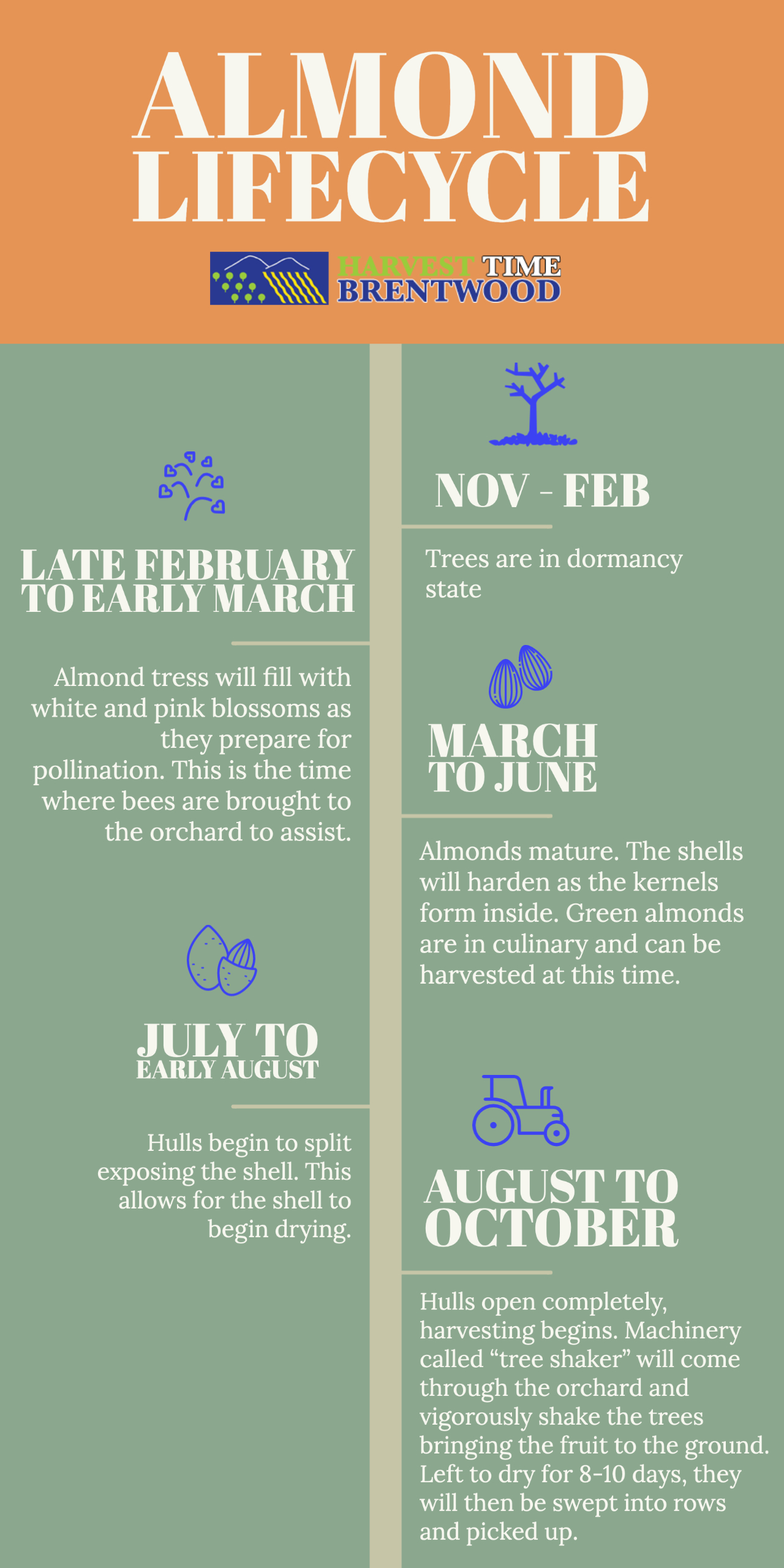 Almond Lifecycle Chart - Harvest Time