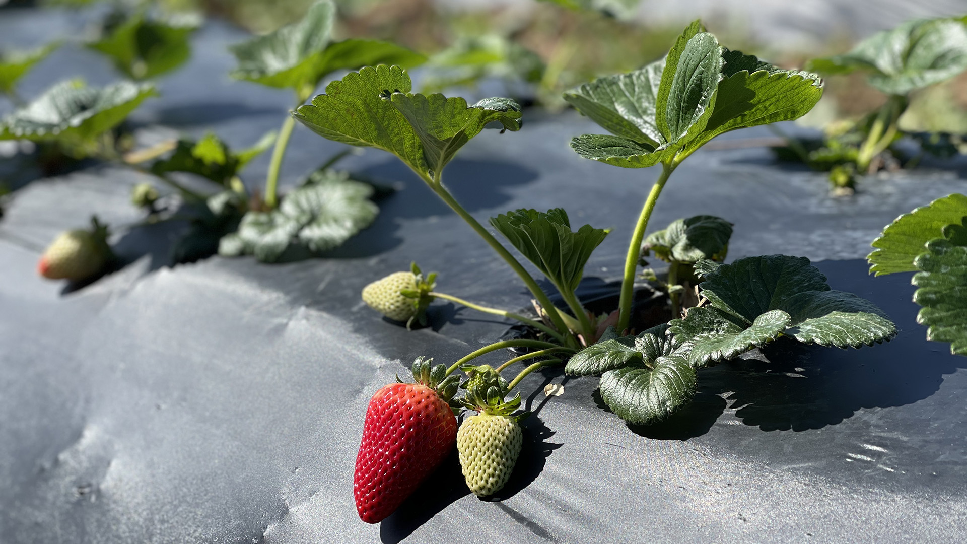 Strawberry UPick Harvest Time in Brentwood