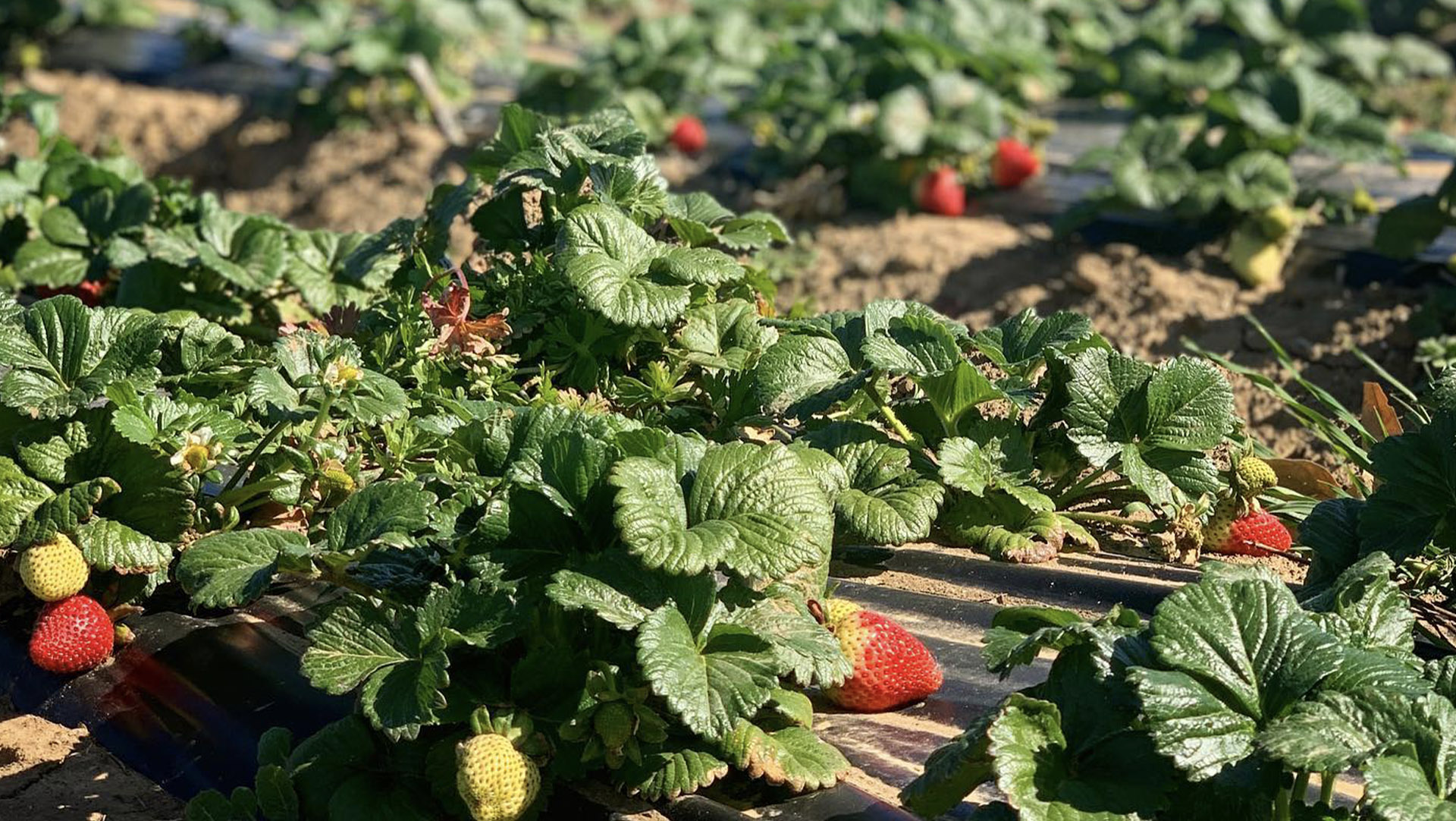 Strawberry UPick Harvest Time in Brentwood