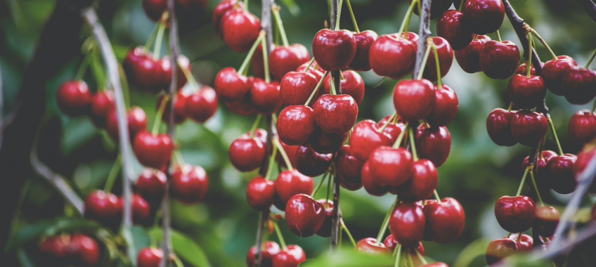 Cherries from Dwelley Family Farms