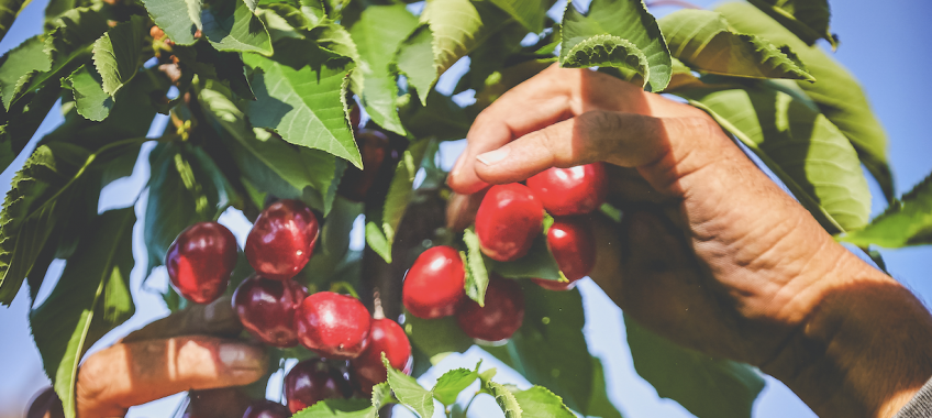 Harvest Time Cherry U-Pick