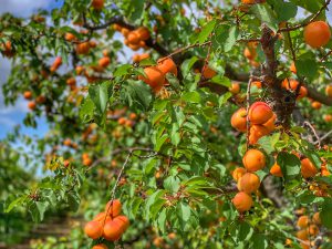 Apricot U-Pick - Harvest Time in Brentwood