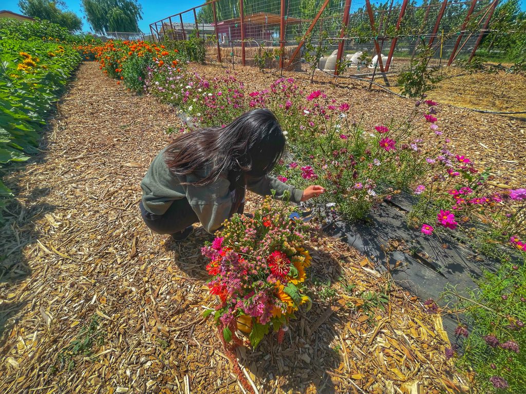 U-Pick Flowers at Urban Edge Farm Store