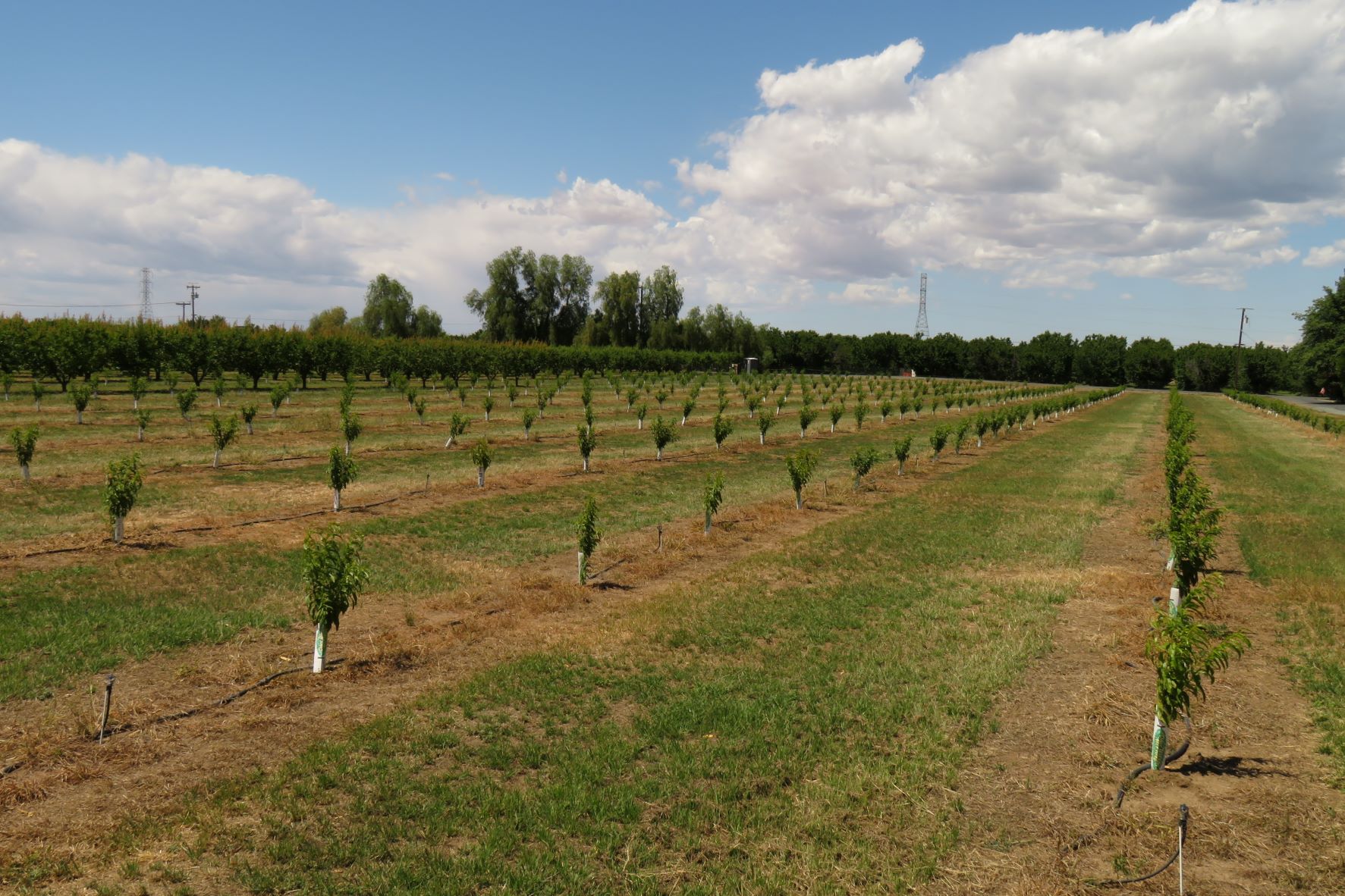 Farm Facts: Peaches - Florida Farm & Family