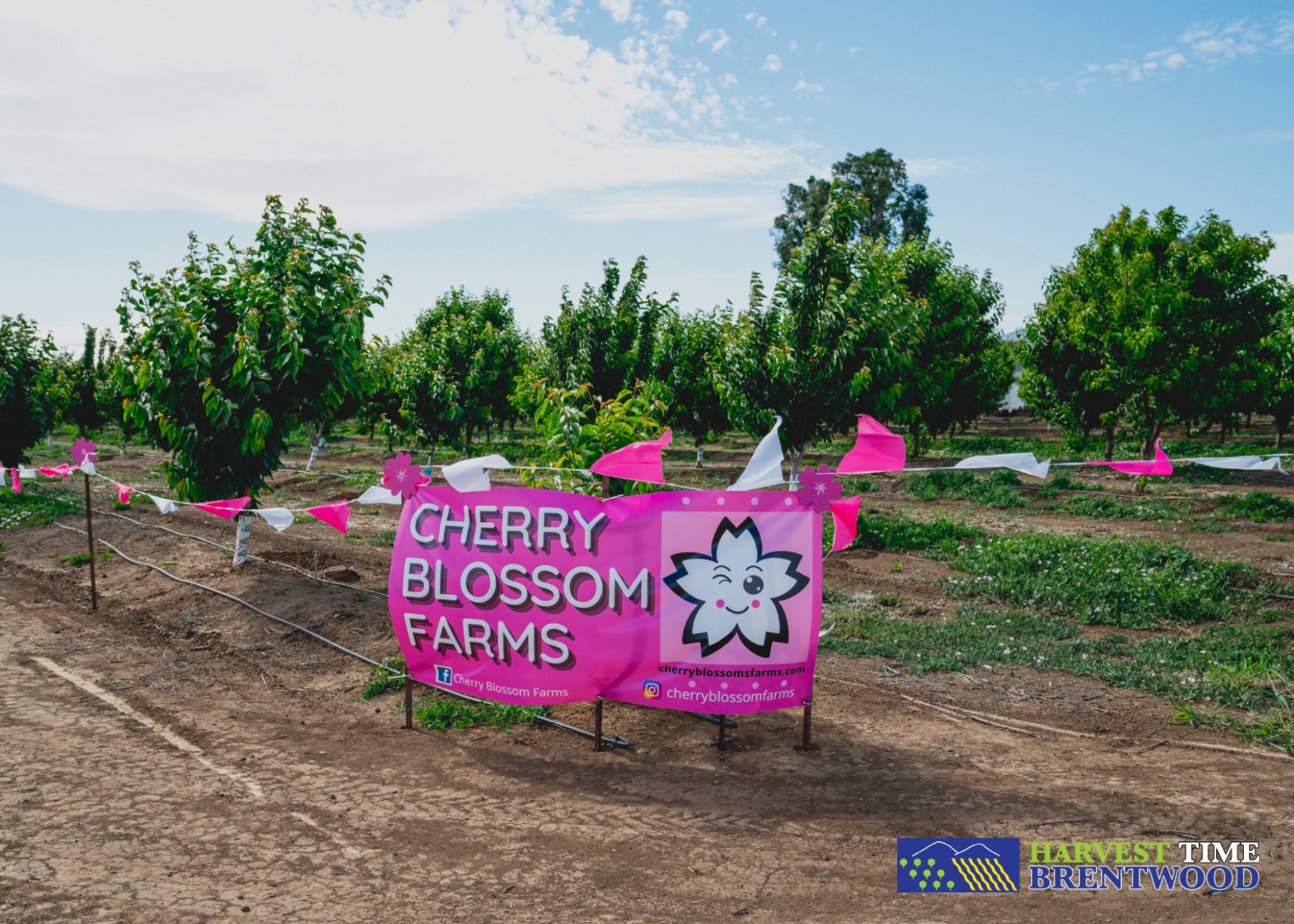 Cherry Blossom Farms Harvest Time In Brentwood
