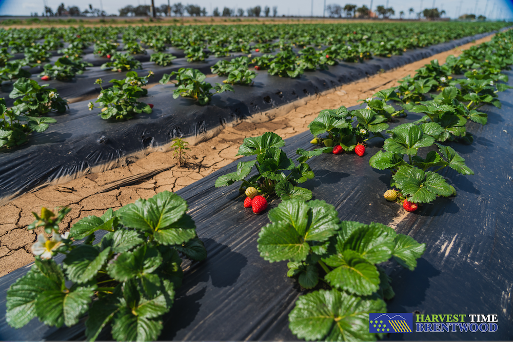 Creswell Family Farms