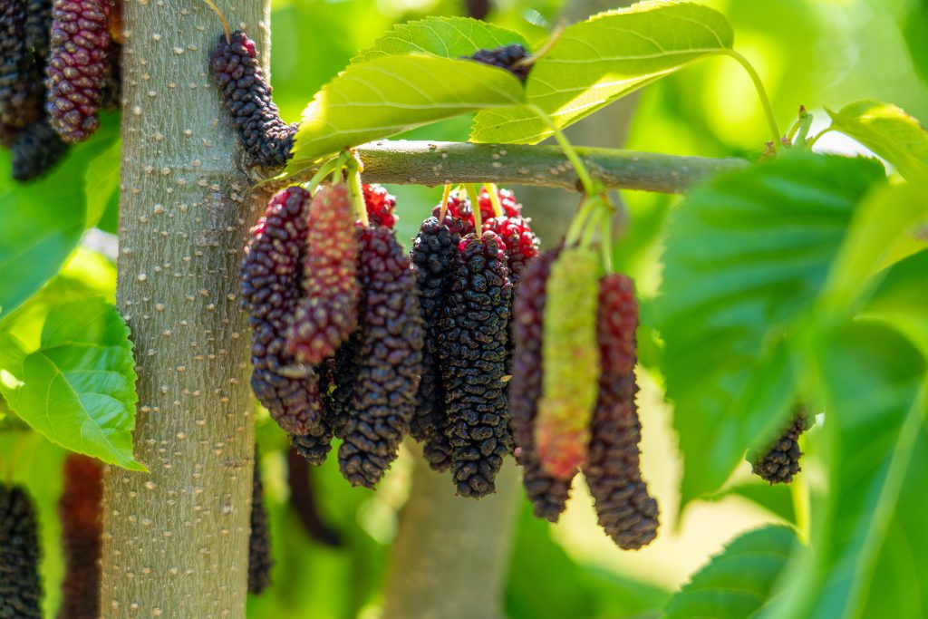 Very Mulberry - Harvest Time