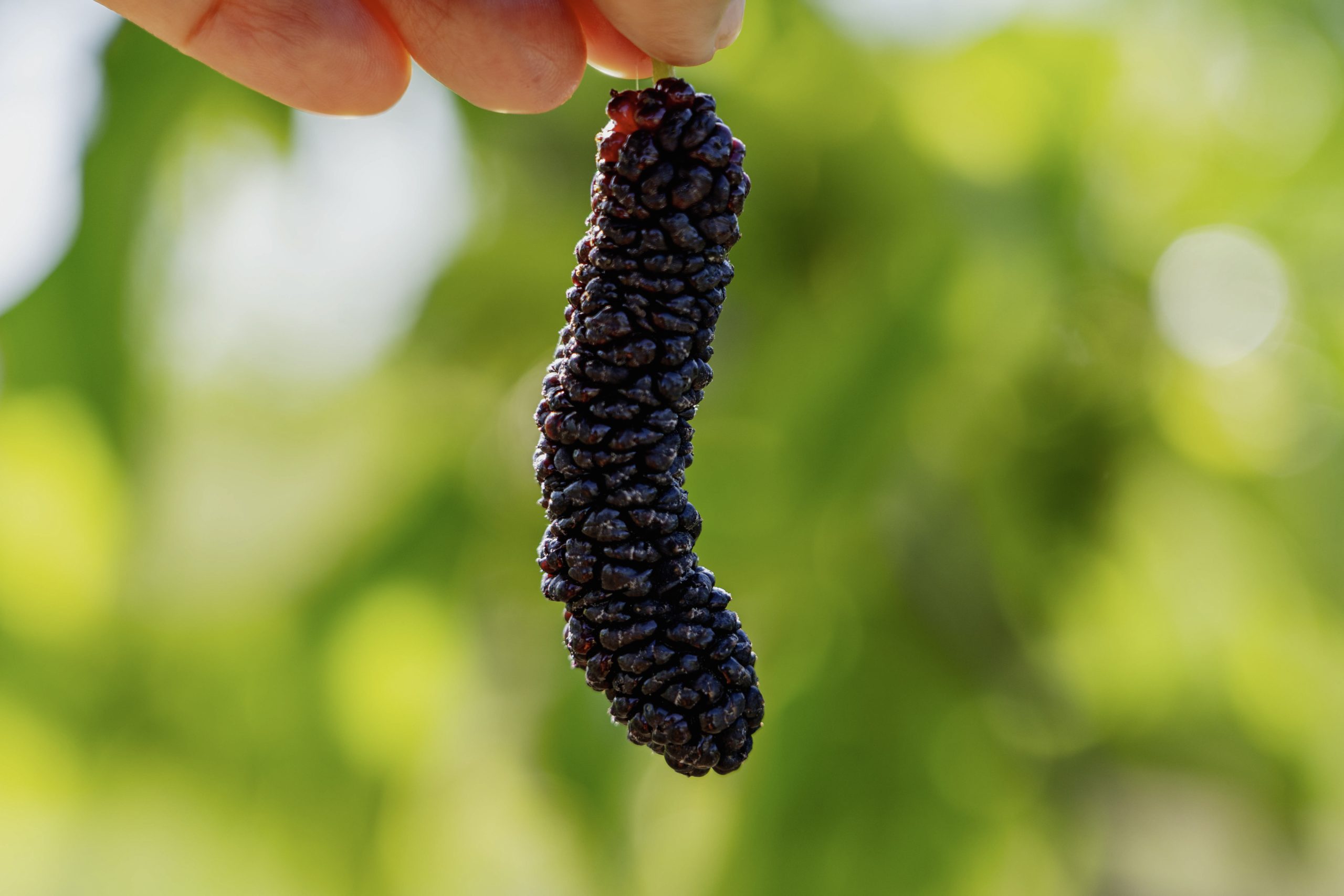 Mulberry U-Pick in Brentwood